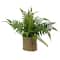 Assorted 14&#x22; Green Plant in Basket by Ashland, 1pc.